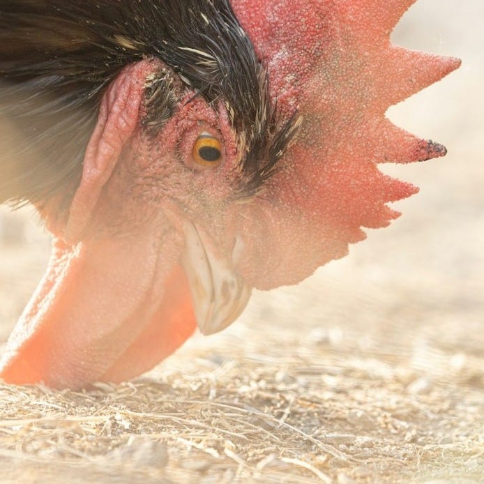 a bird with its head in water