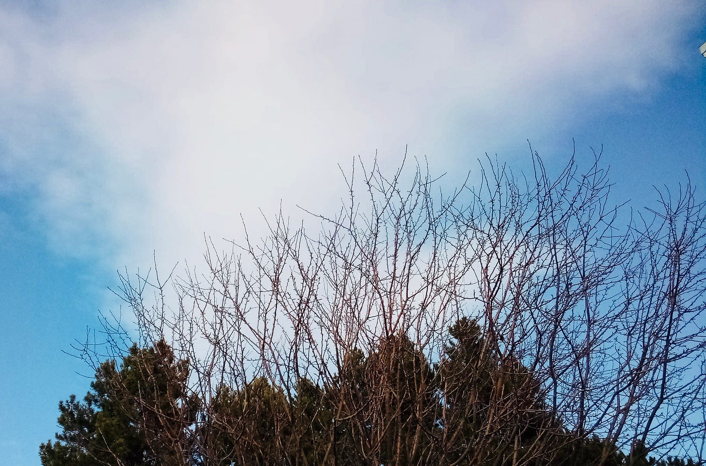 Blue sky, clouds, tree tops