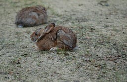 New England cottontails