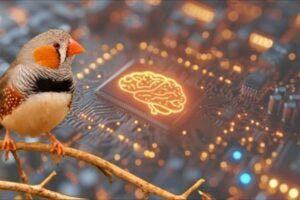 UTSW researchers used a technique called optogenetic circuit mapping in which they inserted a gene into targeted neurons, allowing their activity to be controlled by light. By stimulating neurons that deliver inputs to the HVC, an area of the avian brain involved in birdsongs, then measuring the electrical activity of outputting neurons, the team could see which neurons communicated with one another.