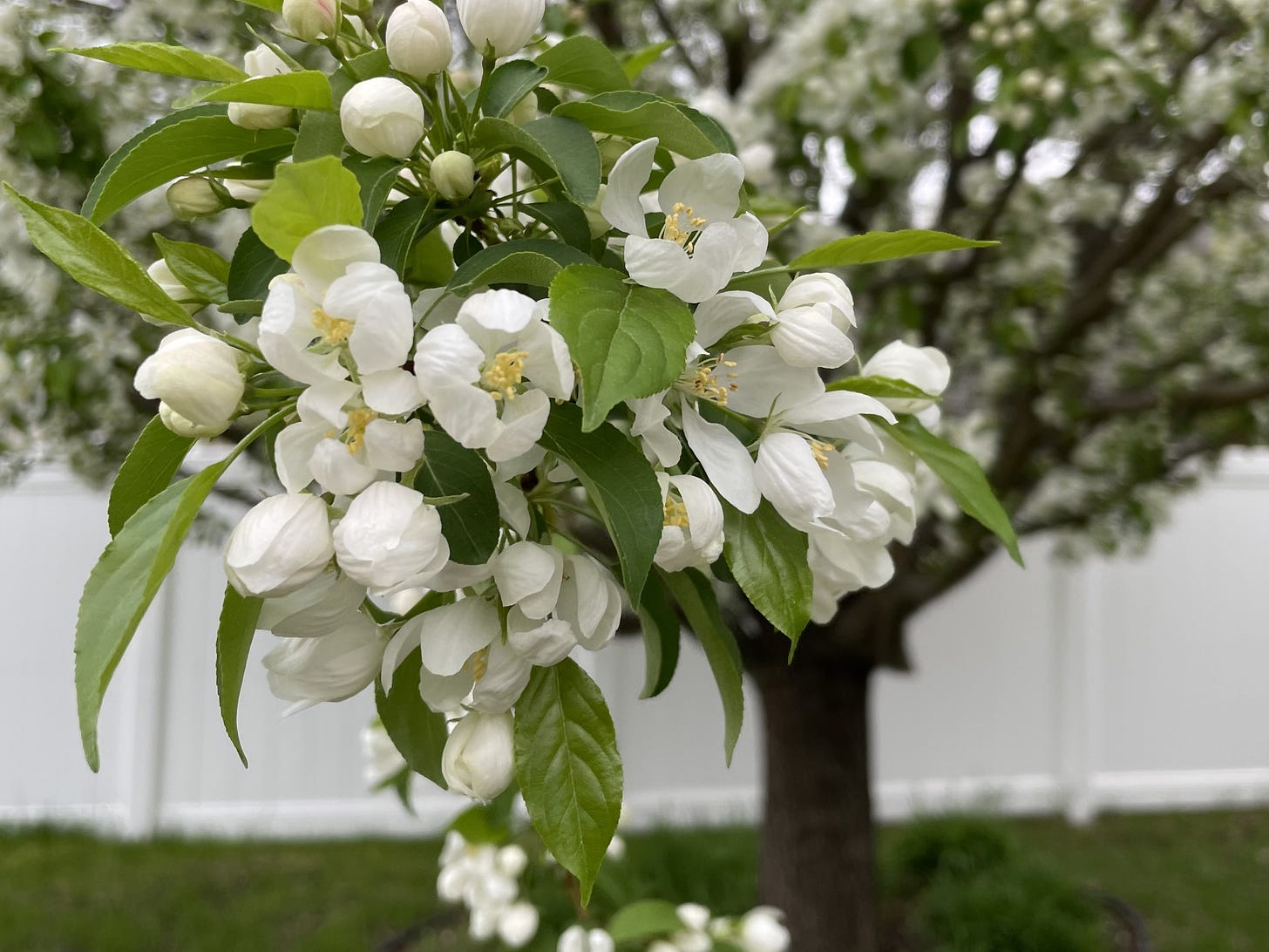 Closeup of blossoms on a flowering crabapple tree