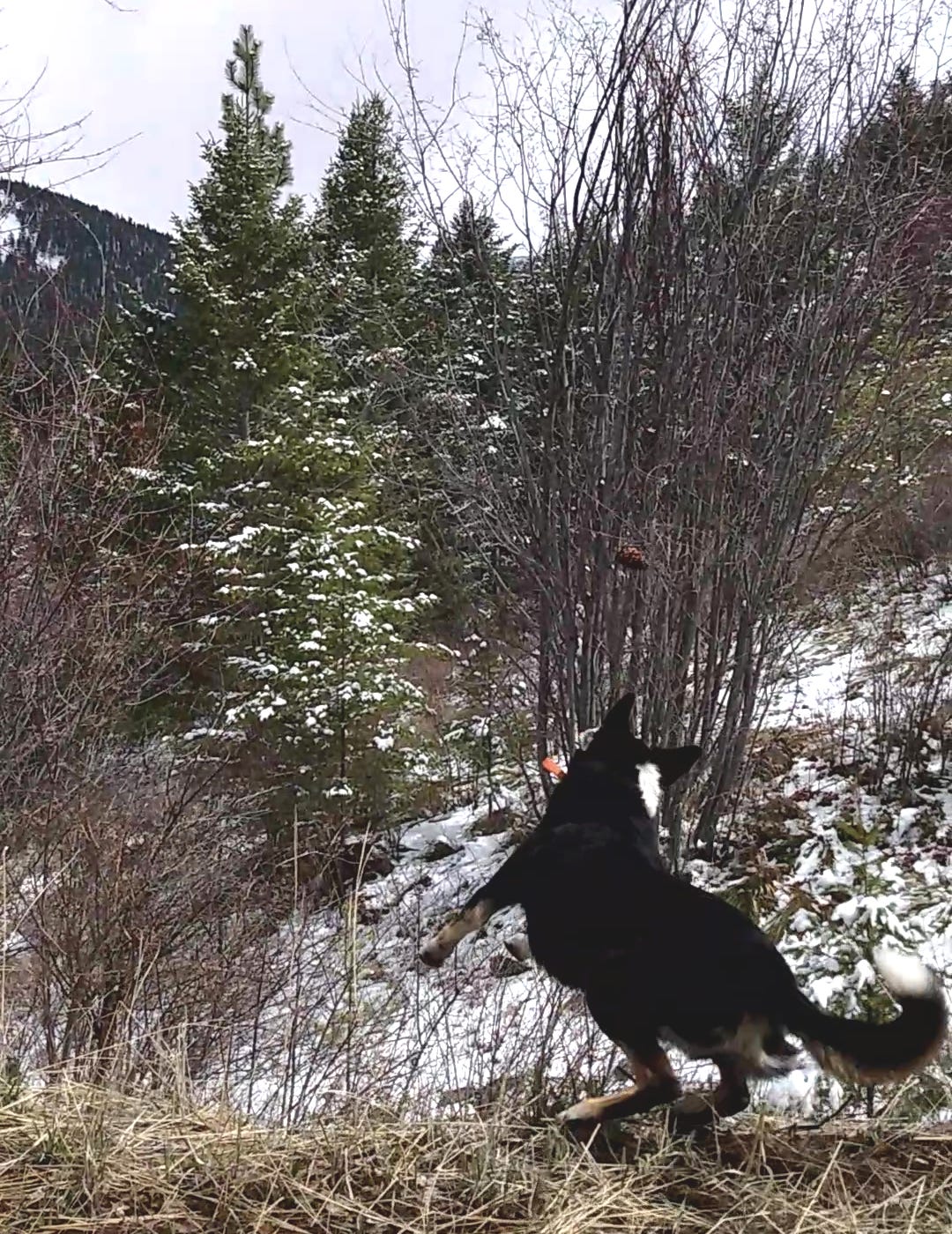 Dog leaping down embankment