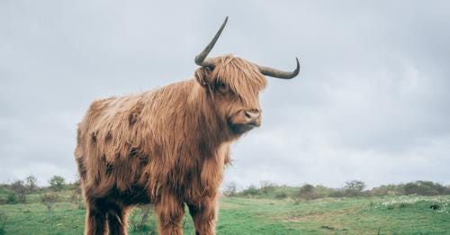 How Much Does a Highland Coo Weigh?