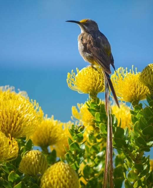 May be an image of hummingbird