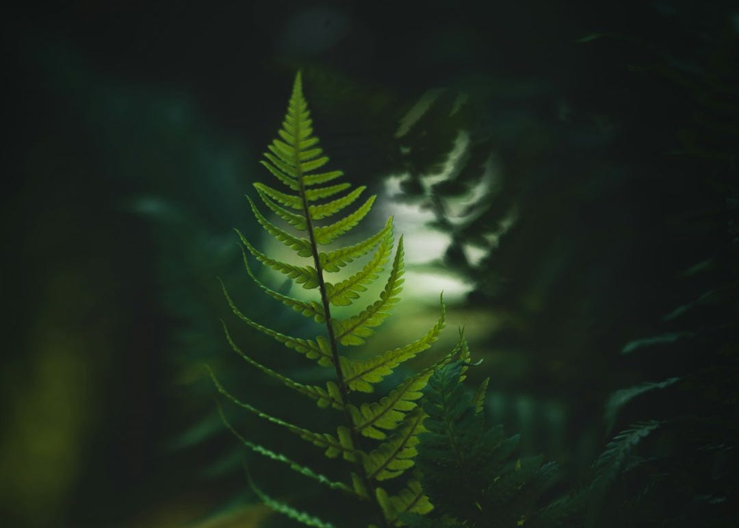 a close up of a green plant a close up of a green plant