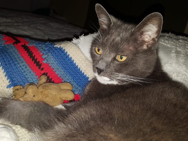 Gray cat with a small stuffed toy