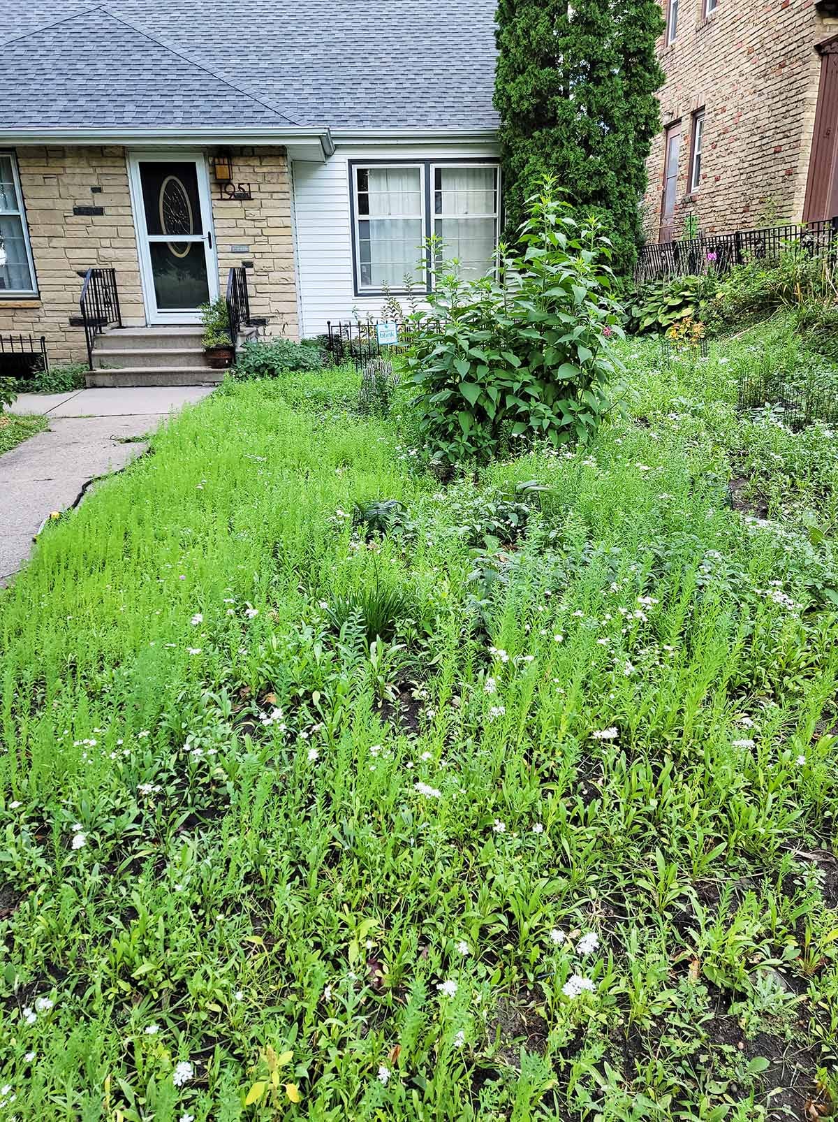 My front yard showing my micro meadow. 