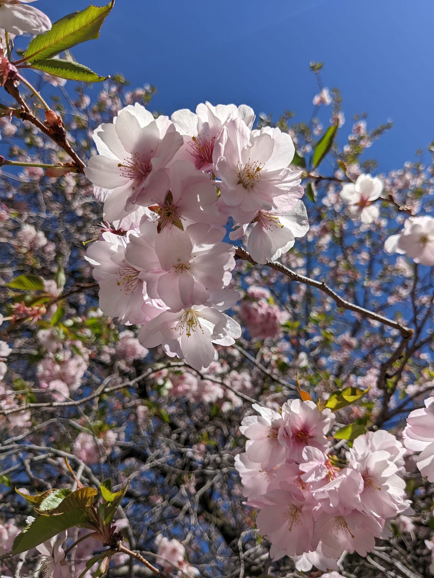A close-up view of frothy pink cherry blossoms and their branches against a serene blue sky.