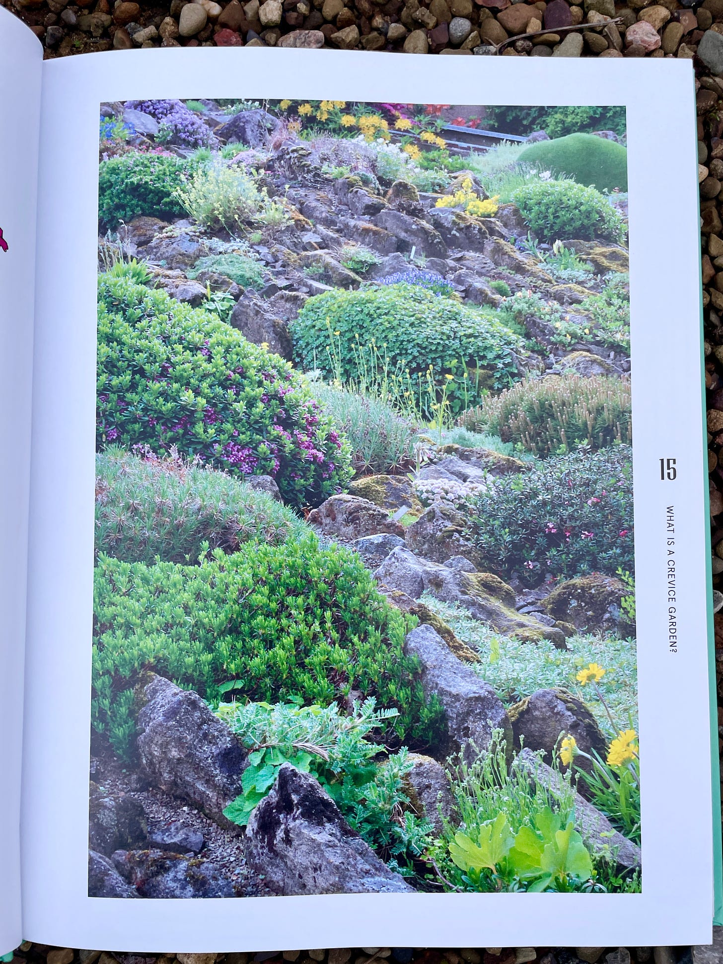 Garden of another crevice gardener, Vladimir Stanek, in The Crevice Garden by Kenten Seth & Paul Spriggs.