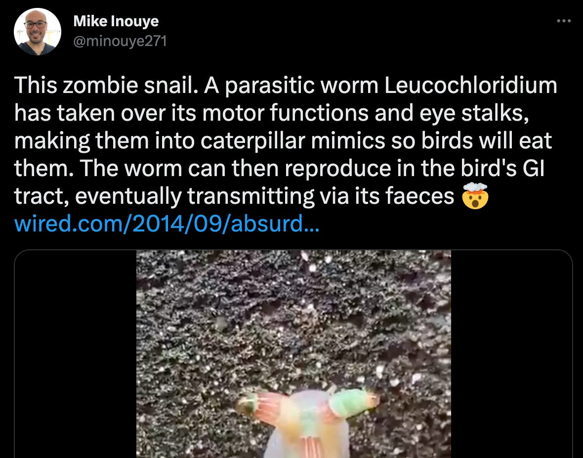 @minouye271 This zombie snail. A parasitic worm Leucochloridium has taken over its motor functions and eye stalks, making them into caterpillar mimics so birds will eat them. The worm can then reproduce in the bird's GI tract, eventually transmitting via its faeces
