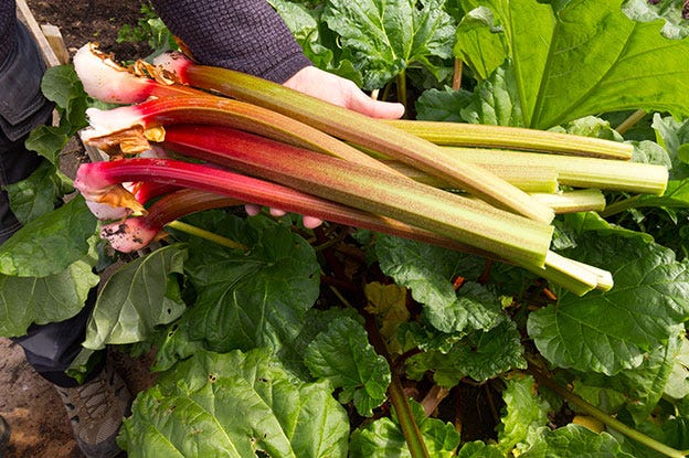 Fresh Picked Rhubarb Stalks