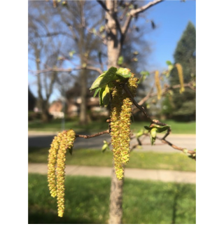 A close up of a tree

AI-generated content may be incorrect.