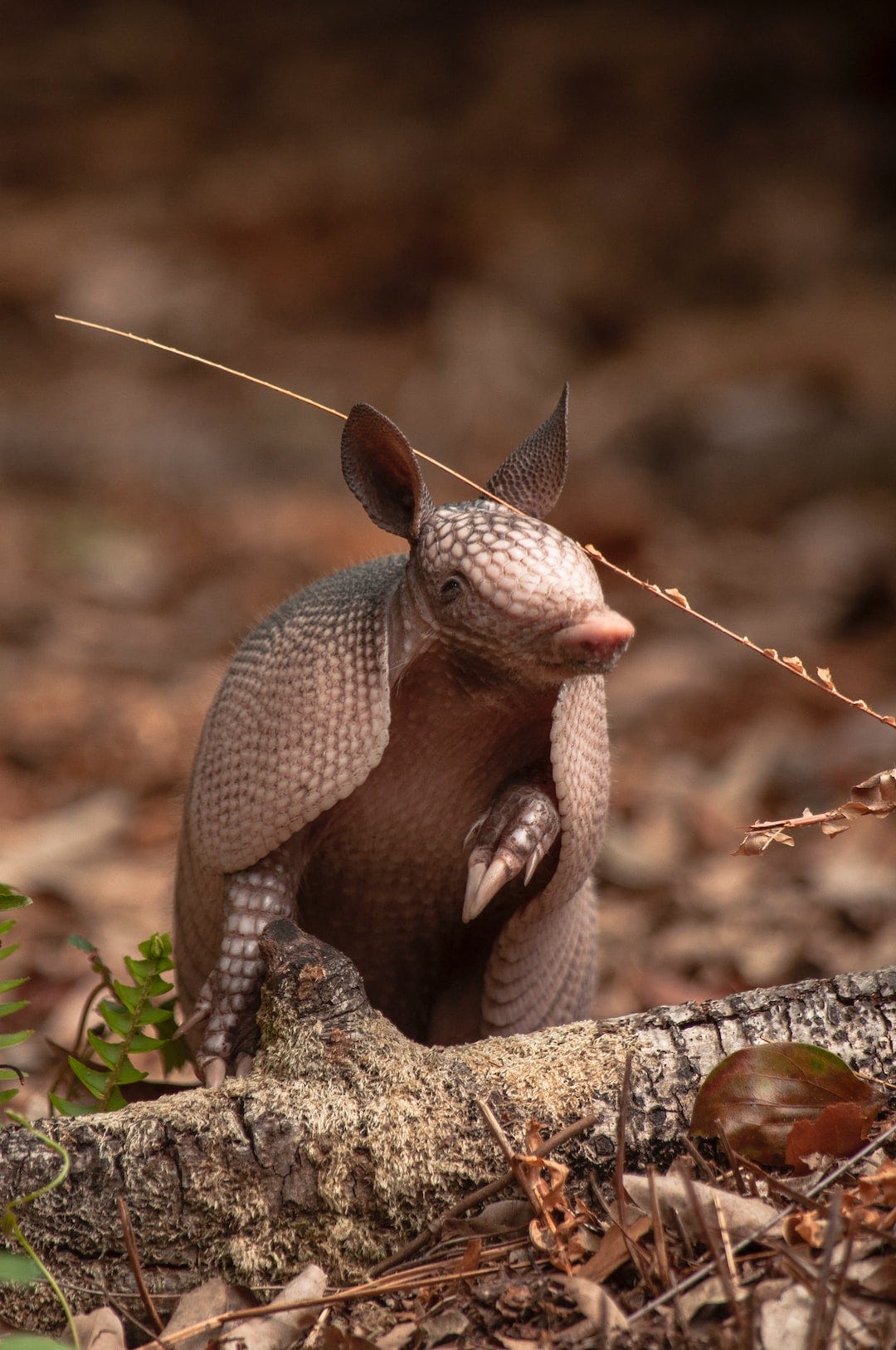 brown animal on brown tree branch