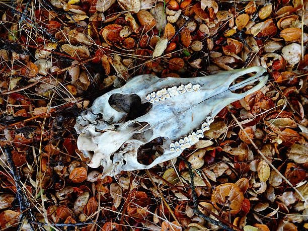 Black-tailed Deer Skull In Situ A Black-tailed Deer Skull In Situ, As Found. badger skeleton stock pictures, royalty-free photos & images