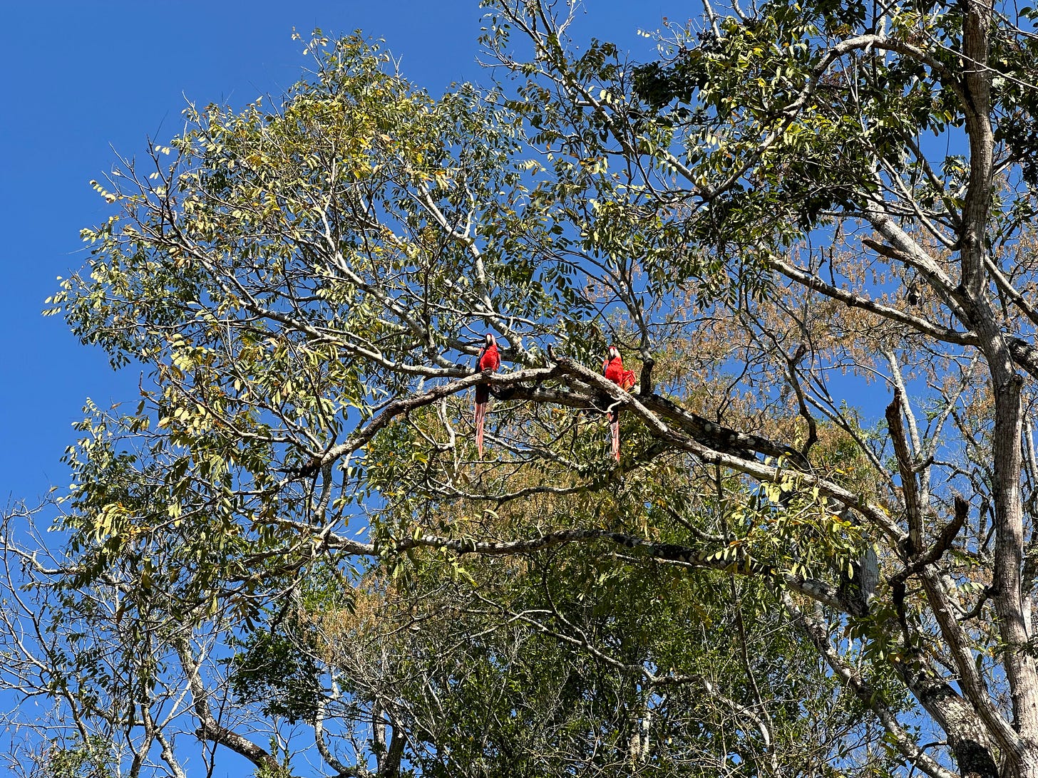 Scarlet macaws in Copan Scarlet macaws in Copan
