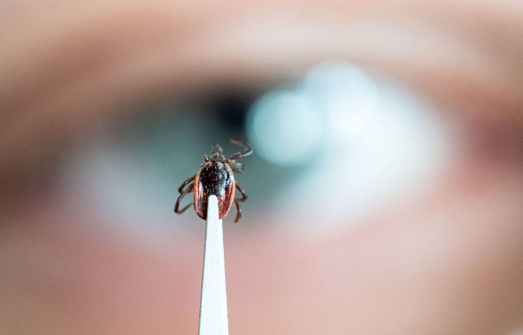 A staff member of the Institute of Zoology, Department of Parasitology, at the University of Hohenheim, shows a dead female wood tick.  (Marijan Murat/picture alliance—Getty Images)