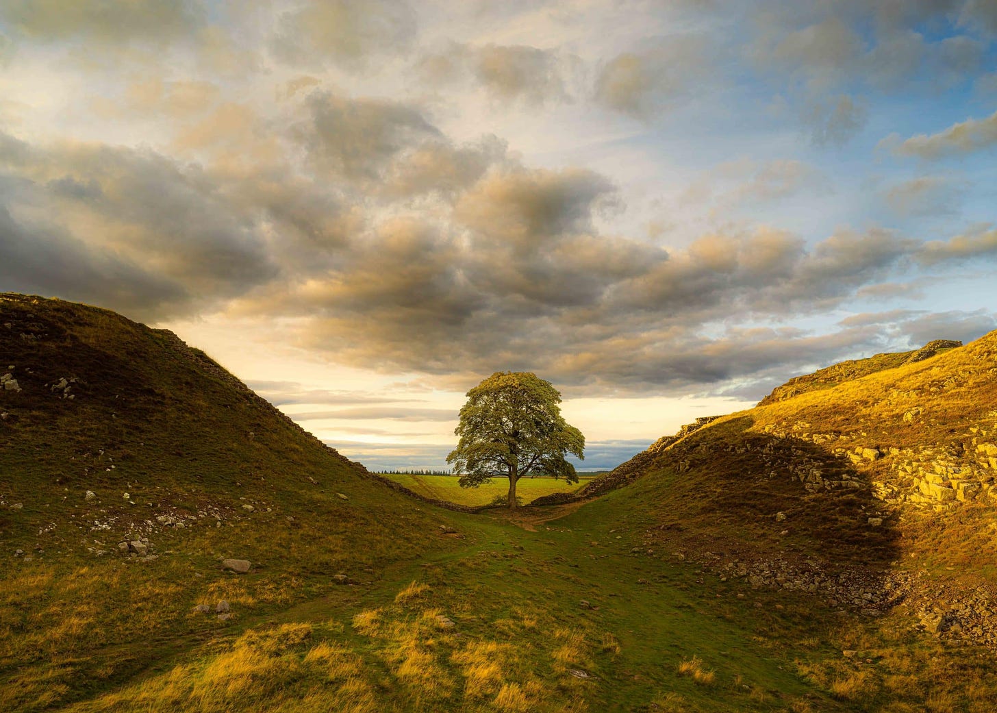Sycamore tree in a dip between two hills, with a cloudy sky in the background