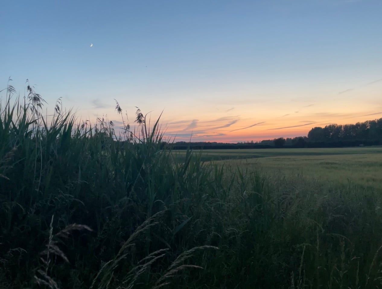 sunset over reeds