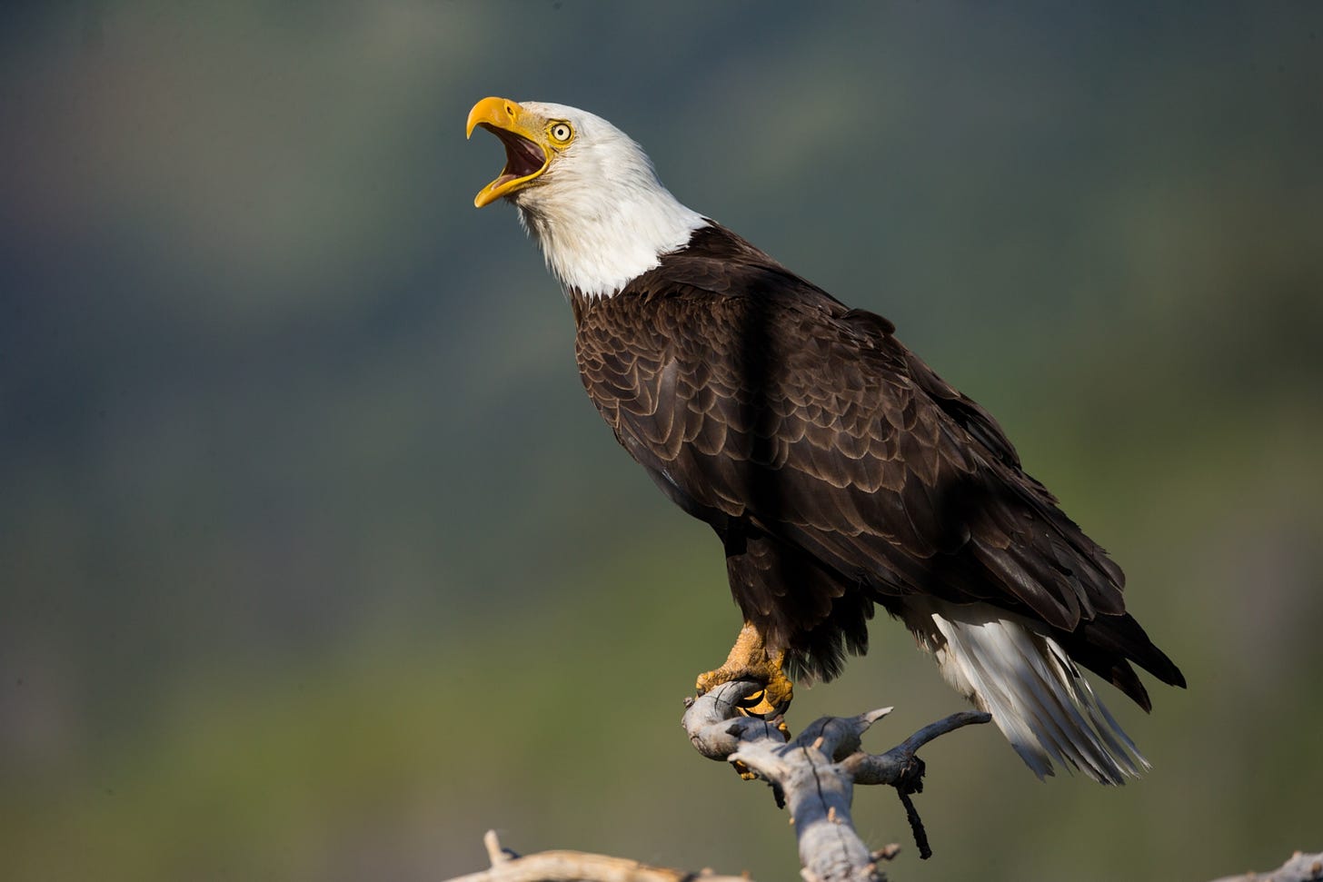 An eagles white feathers on it's head and very dark brown feathers on it's body and wings.