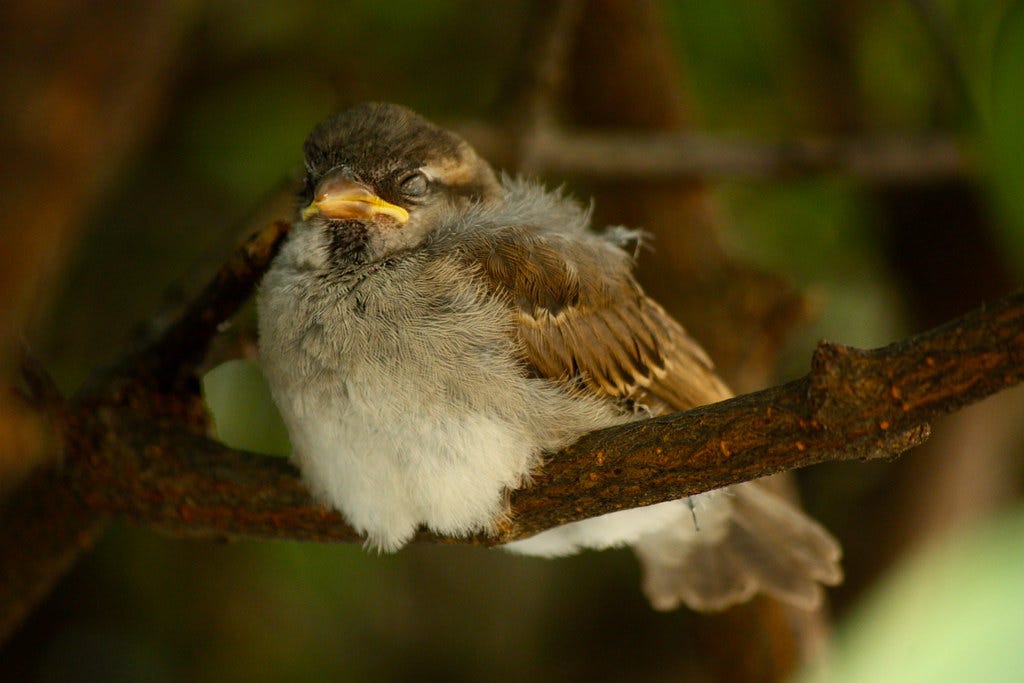 Mus in Munchen | A young sparrow sleeping in a hedge somewhe… | Flickr