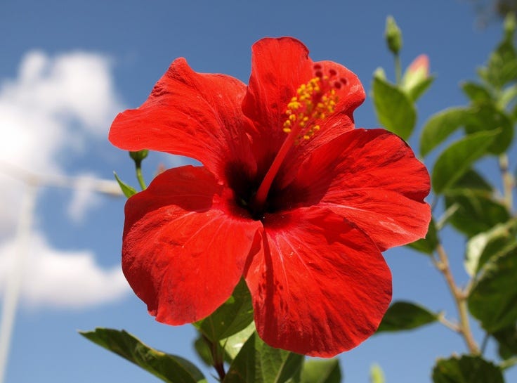 Hibiscus: The National Flower of Malaysia