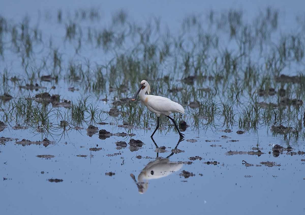 Un ave pasea por la laguna inundada de Doñana.