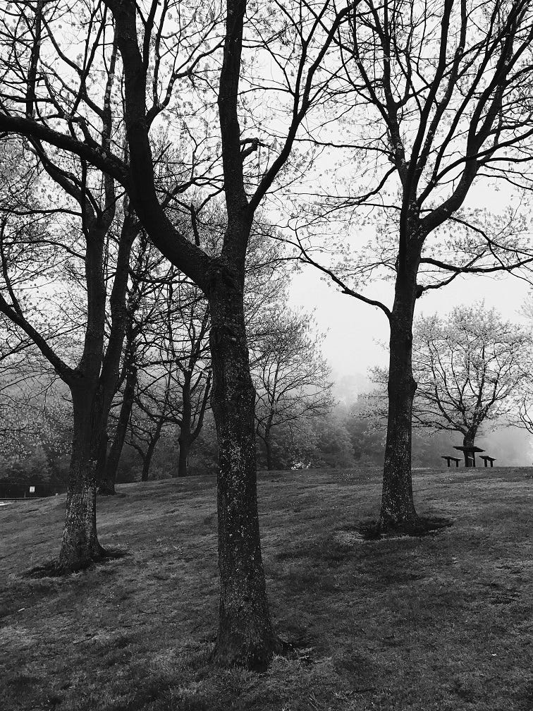 Black and white photograph of maple trees in the winter.  Looking up a grassy hill the trunks and branches stand out against a foggy background.