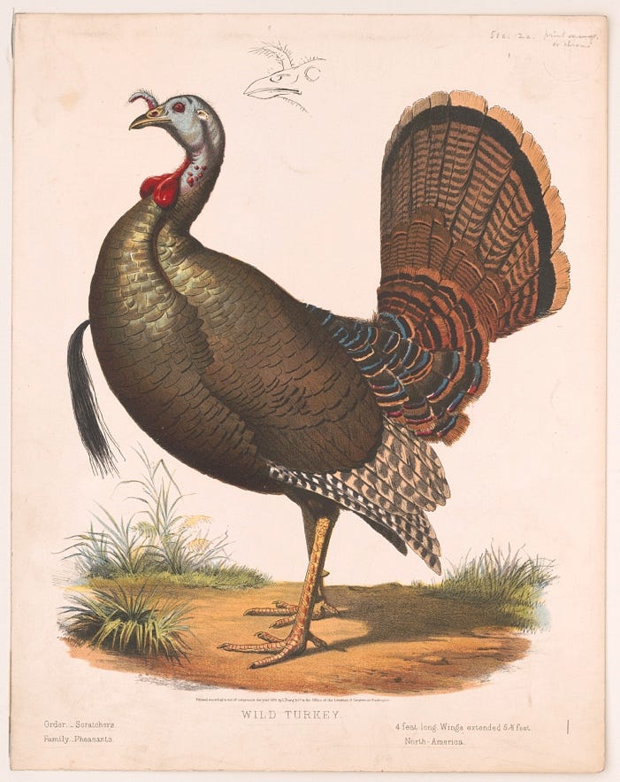 A turkey with a feathered tail

Description automatically generated