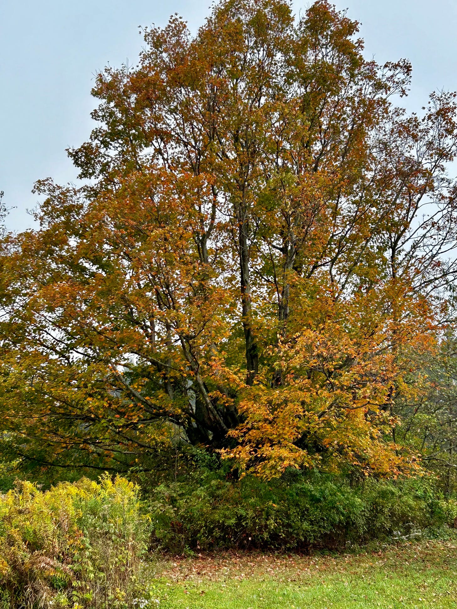 Giant old hard-maple tree whose leaves are thinning, but it's still beautiful with some colors from light to dark orange and some pale green mixed in.