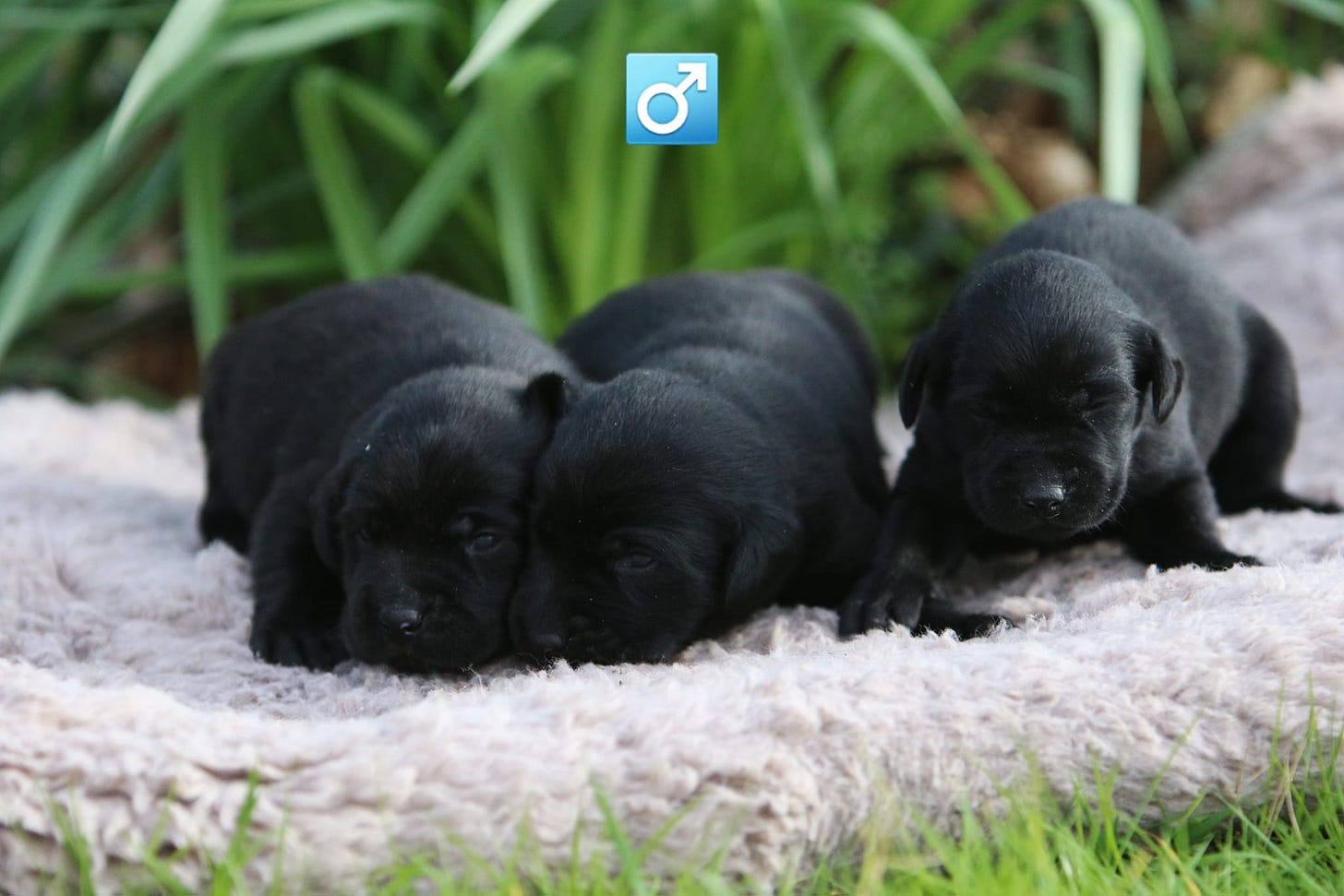 Three black labrador puppies