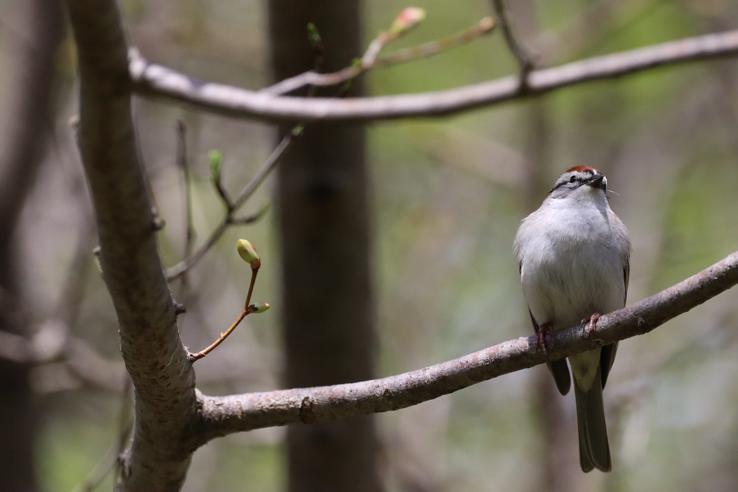 a chipping sparrow (small sparrow with a rusty cap) sits on a branch of a tree