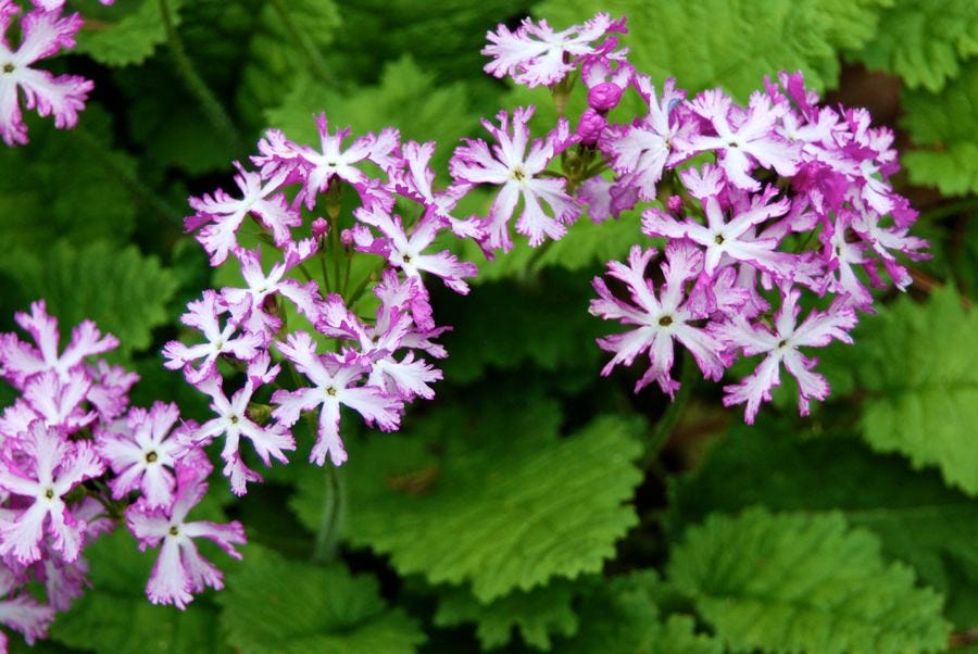 Primula sieboldii is the primrose for dry shade gardens. It is native to east Asia. This form has ruffled flowers in addition to the typical ruffled leaves.