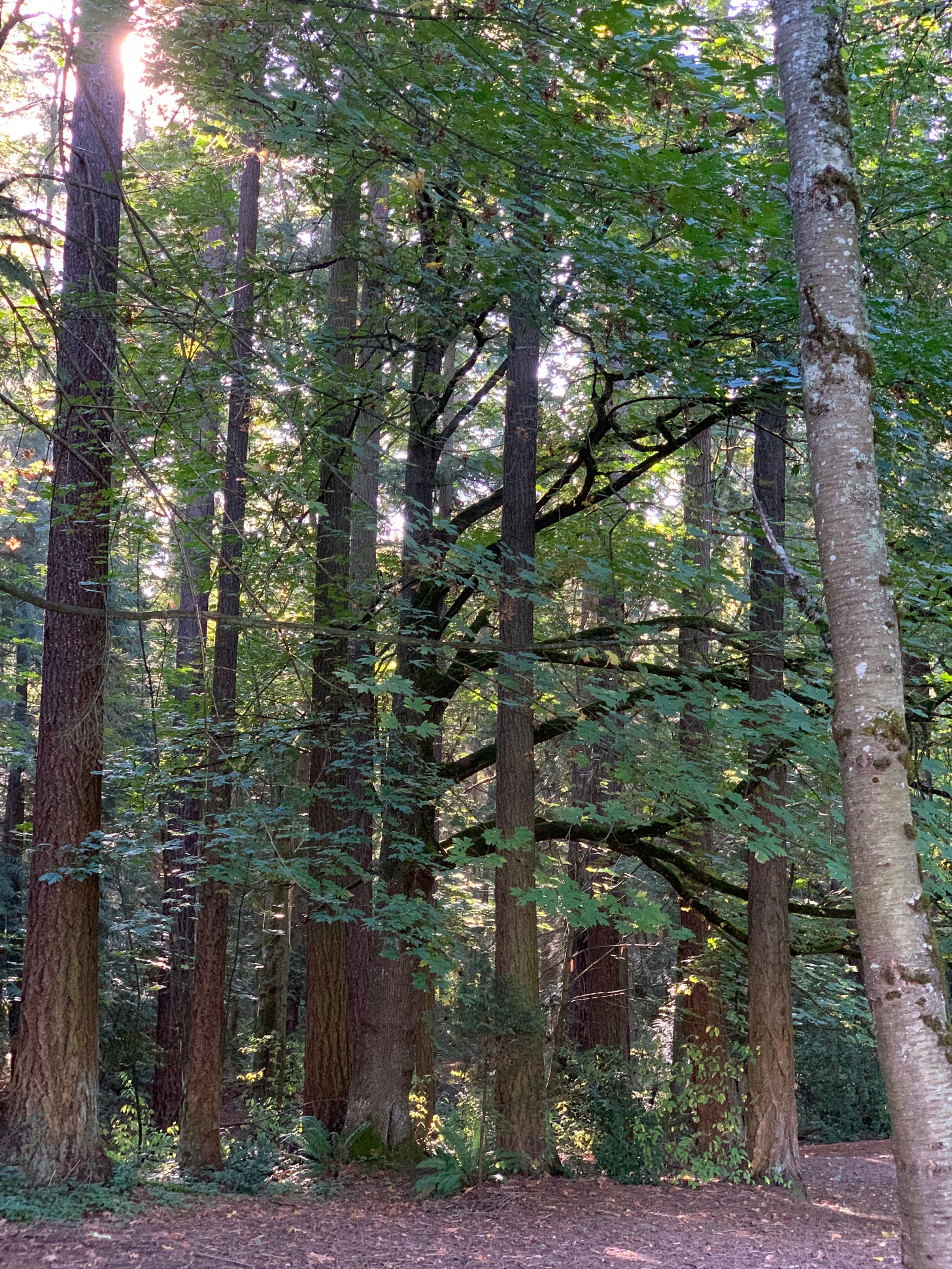 a tree among other trees, its branches reaching long