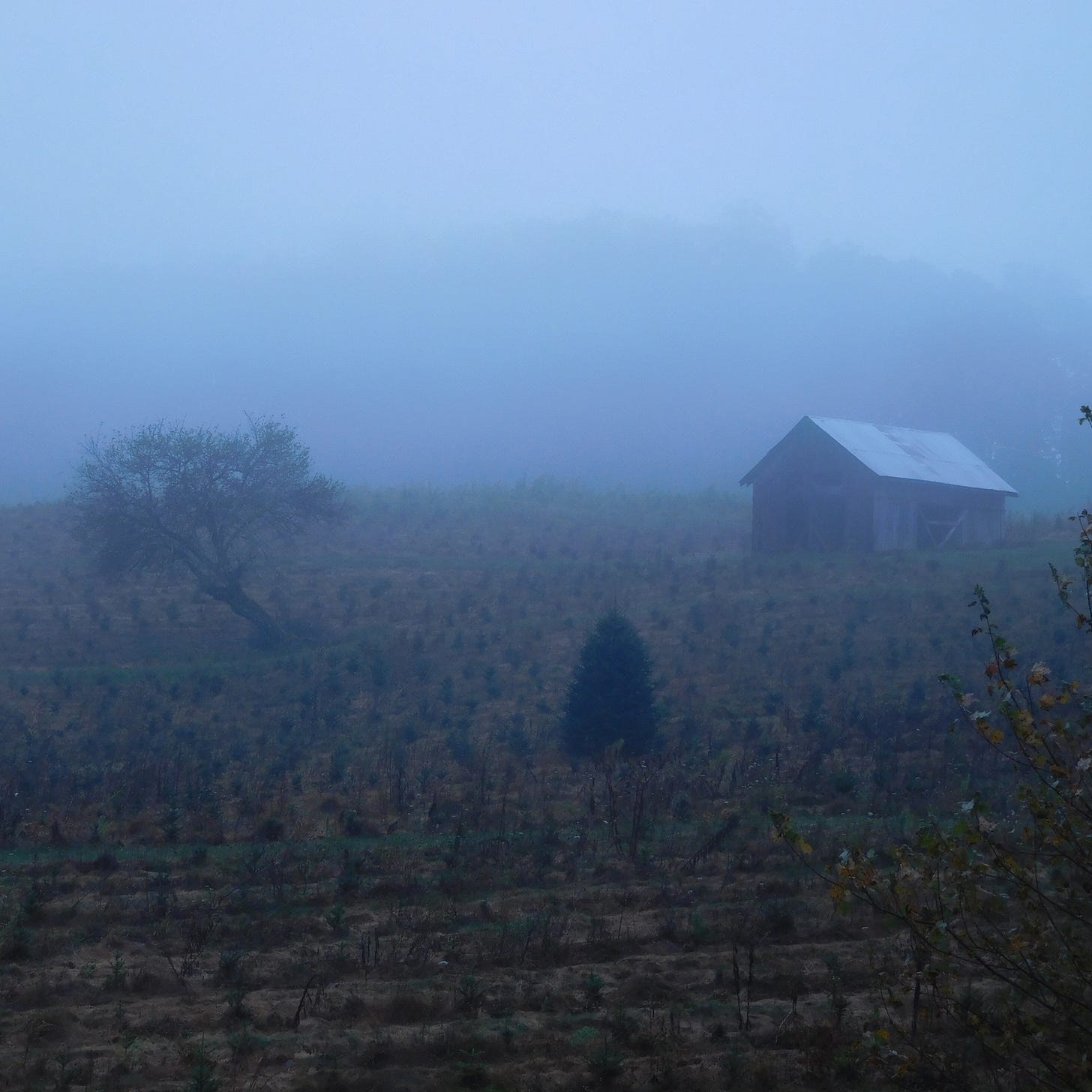 Misty field with barn and two trees in foreground, ridge barely visible behind.