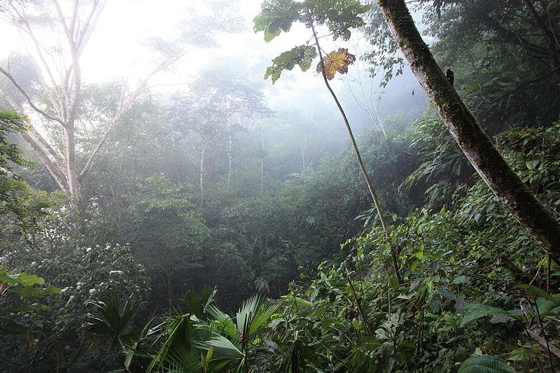 File:Amazon Rainforest in Tena, Ecuador.jpg