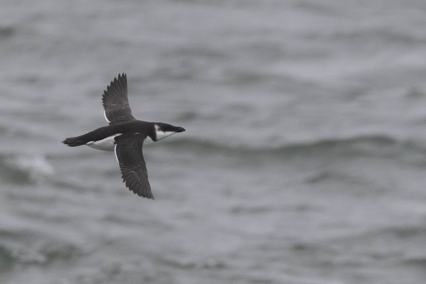 a razorbill in nonbreeding pumage flying to the right, set against the ocean.