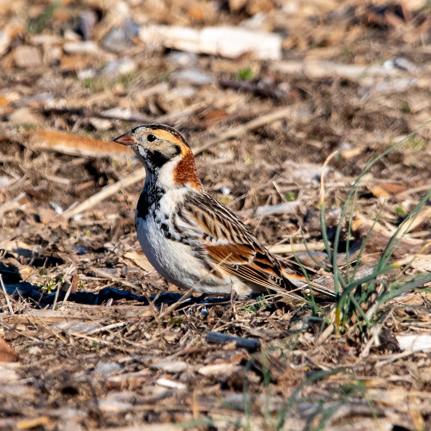 A Lapland longspur (yellow supercilium, gray lore and auricular, rufous nape) stretches its head up to survey its surroundings