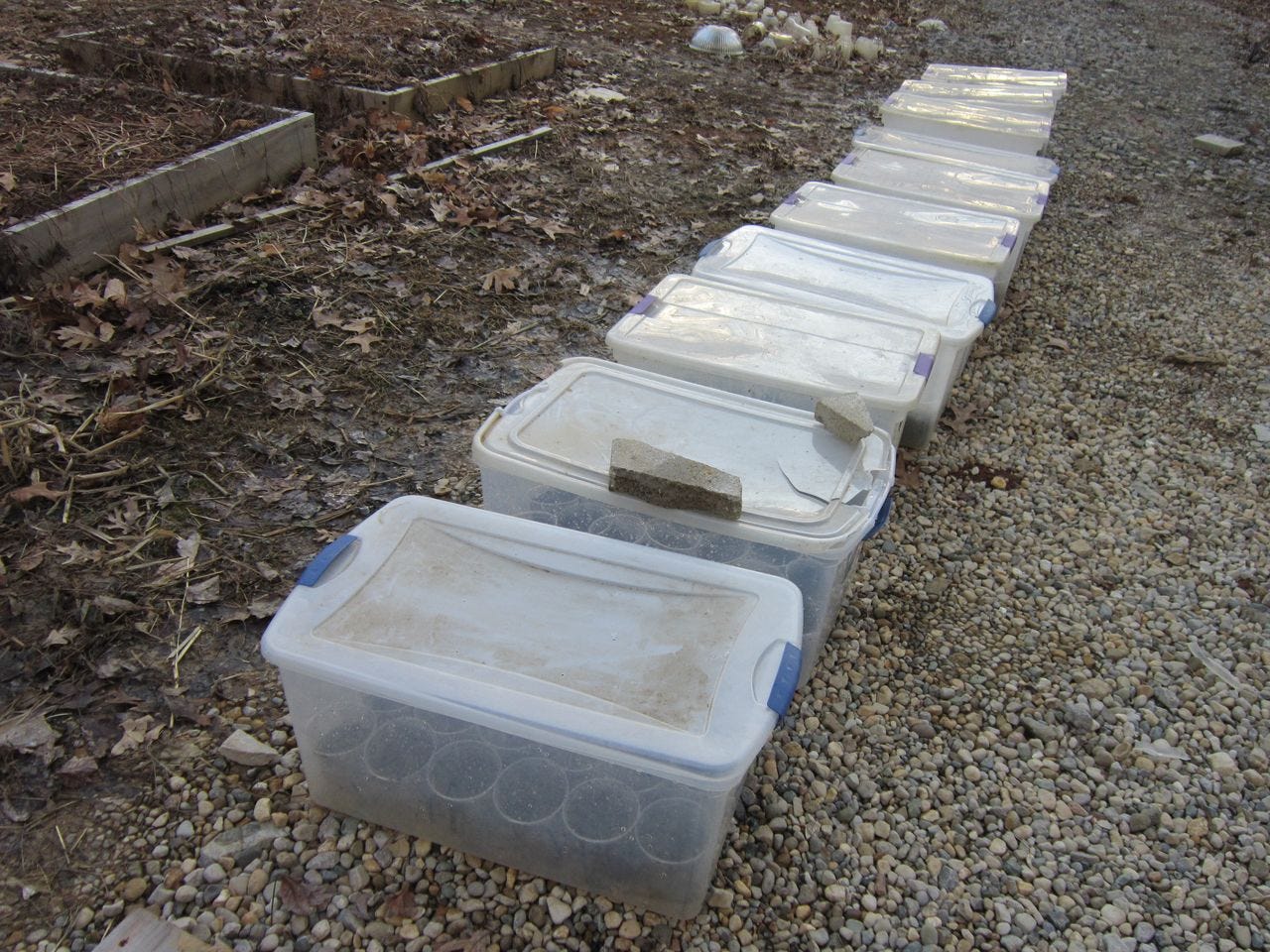 10 totes this year! Picture shows a line of 10 clear plastic totes- my version of winter sowing.