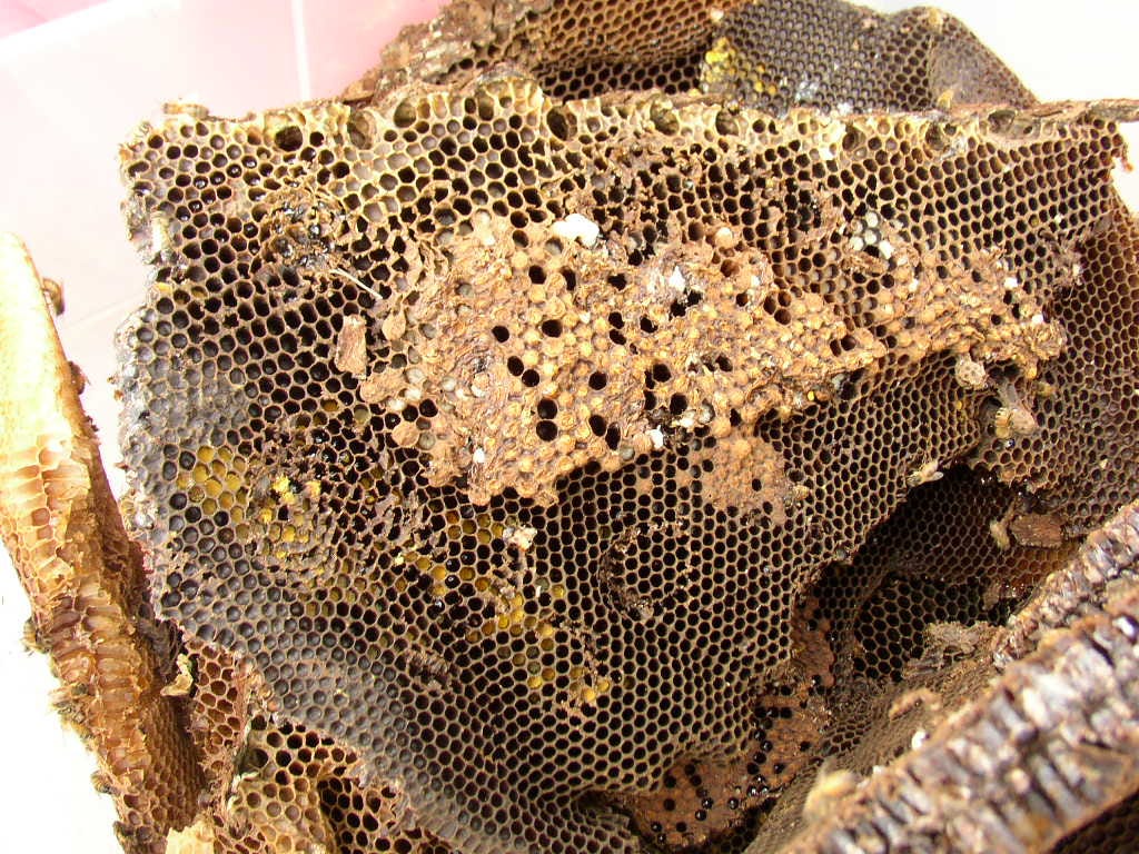 Honeybee comb serves many purposes.