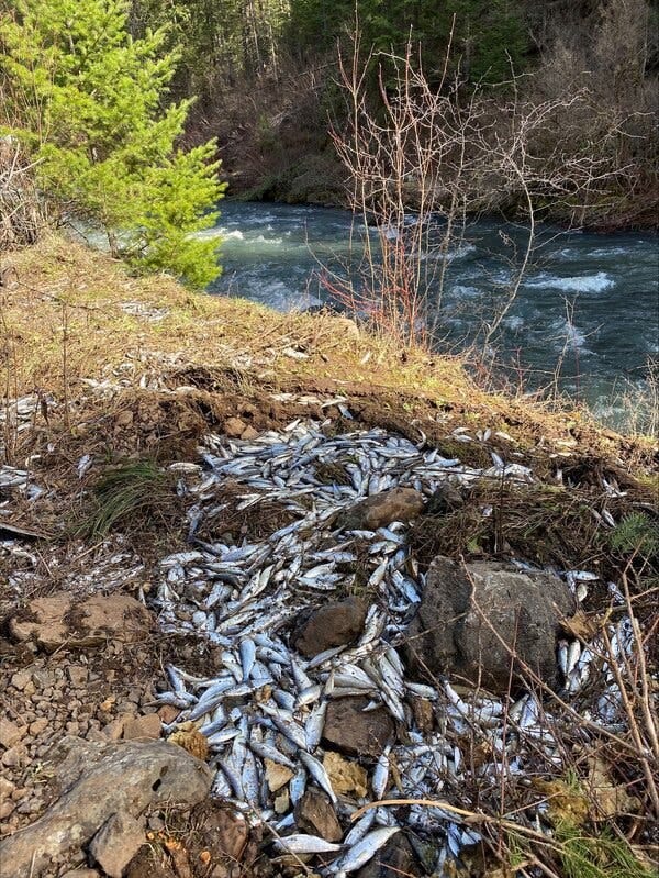 A pile of silvery shiny fish in the dirt and grass of a creek embankment. A creek and trees are in the background. 