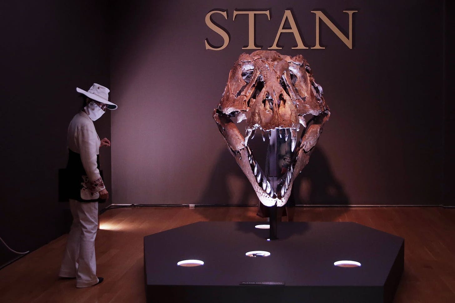 In October 2020, Stan was auctioned in New York, proving to be the most expensive dinosaur ever. His skull is considered the best preserved in the world. 