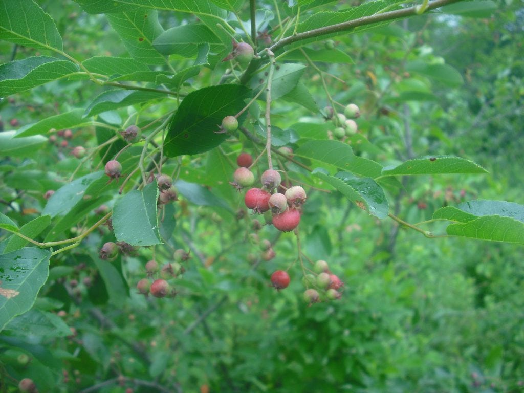 Wild Edible Plant