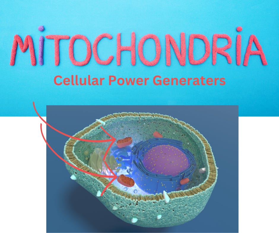 diagram of a cell showing mitochondria