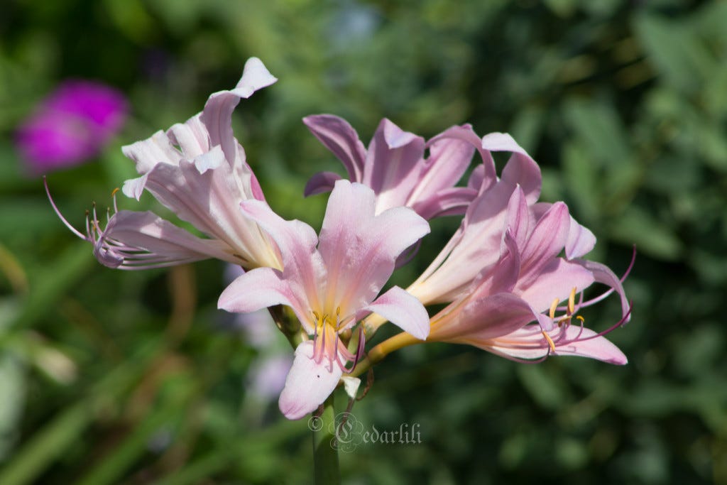 Naked Ladies! 