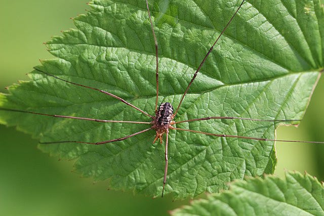 Phalangium opilio, a spider-like arachnid sitting on a green leaf.