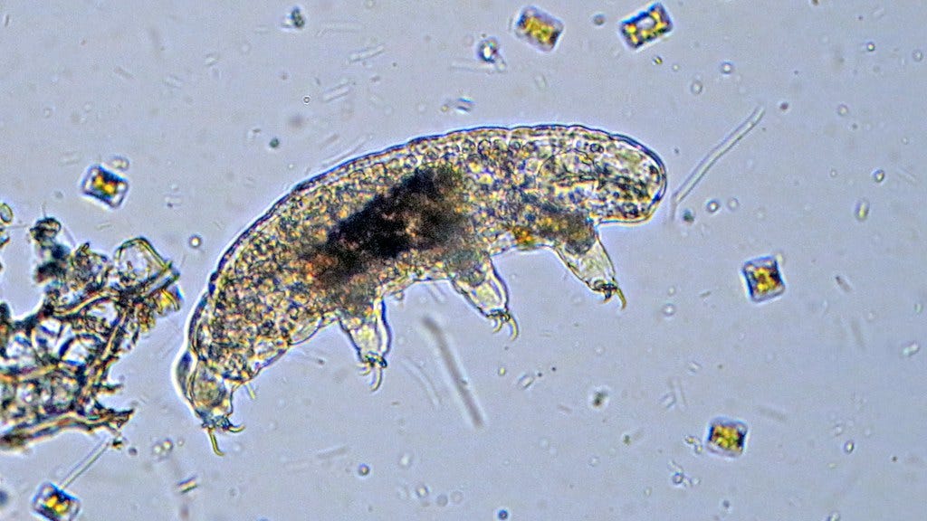 A photograph of a tardigrade under a microscope