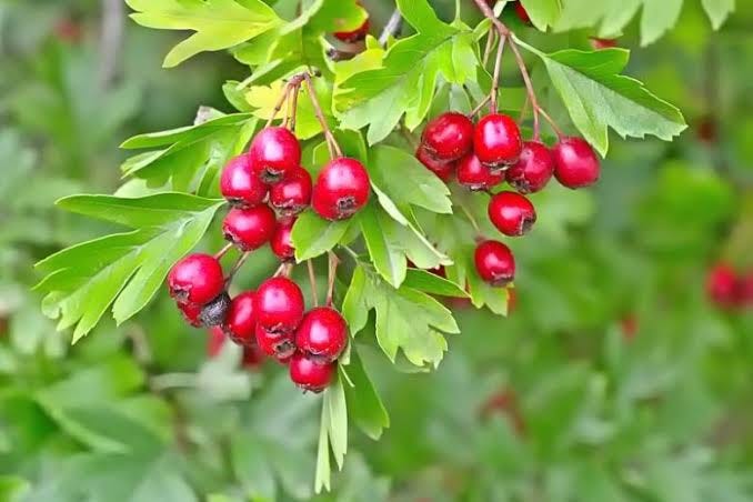 Crataegus monogyna (Common Hawthorn)