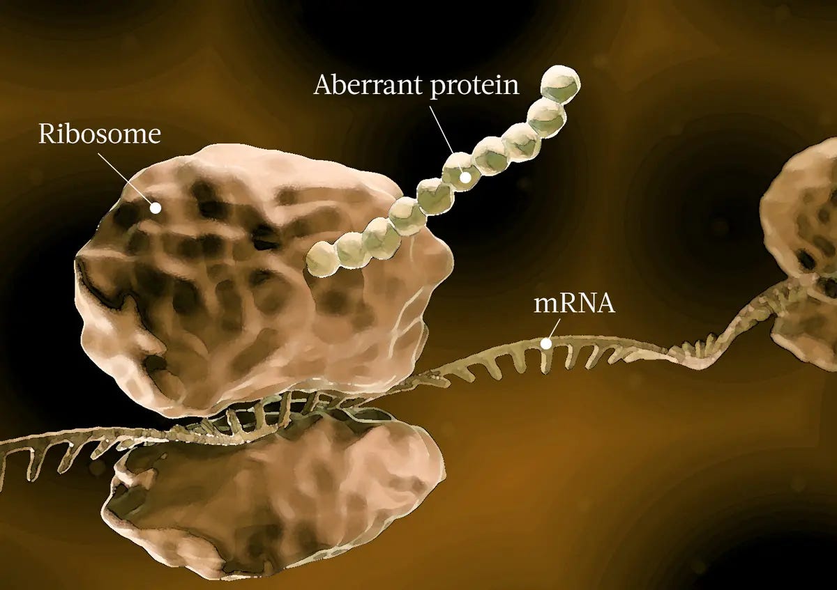  When ribosomes make mistakes in mRNA translation, aberrant proteins are formed. (ART-ur/Shutterstock)