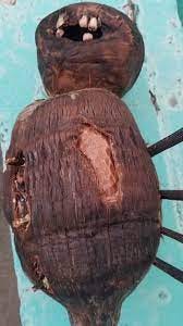 A brown coconut with holes in it

Description automatically generated