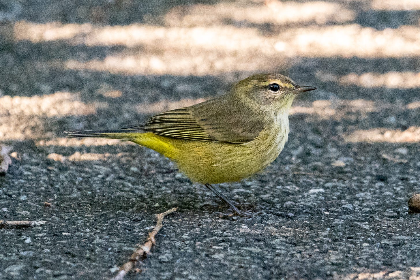 A small, dusty-looking bird, with a yellow stripe above its eye and a yellow underbelly, stands on a sidewalk pavement